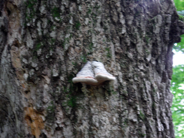 mushroom in a tree